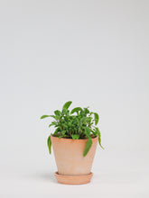 products/SotoProductShootLowQ-1714.jpg